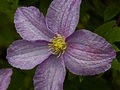 Clematis Dominika IMG_2572 Powojnik